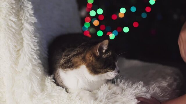 Christmas cat. animal and Christmas decorations. the owner strokes the cat