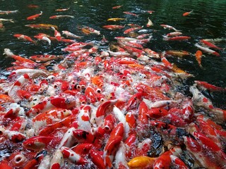 Obraz na płótnie Canvas japanese koi fish in the pond