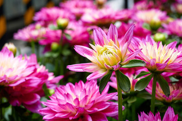 Obraz premium Beautiful flowers of Chinese Aster.