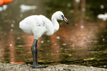 Baby greater flamingo on the shore of a lake © Thorsten Spoerlein