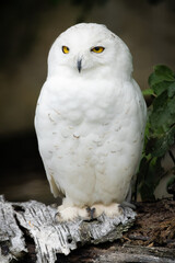 Snowy owl sitting on a log