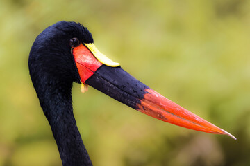 Close up of a saddle-billed stork