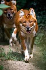Dholes in a forest