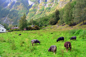 Sheep grazing on the green meadow. Picturesque mountain view, Flam, Norway