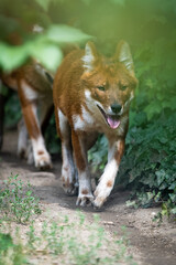 Dholes in a forest