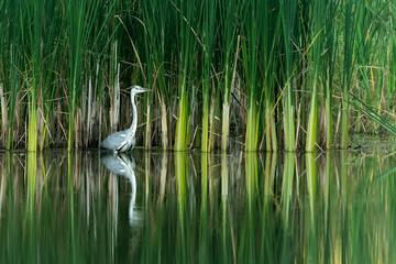Gray heron in a pond looking for fish