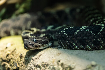 Closeup of a black rattlesnake