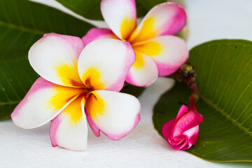 colorful flowers frangipani local flora of asia decoration flat lay style on background white wooden