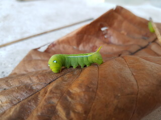 caterpillar on leaf