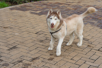 Beautiful brown fur Siberian husky dog at the park