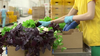Closeup view of workers packing organic vegetables at company warehouse indoors spbd. Man and woman putting tomatoes, eggplants, cucumbers, herbs in boxes while standing at modern storehouse. Two