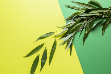 Fresh green leaves on color background © Pixel-Shot