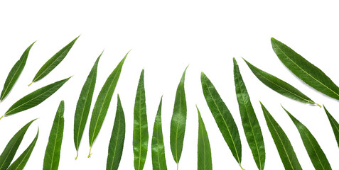 Fresh green leaves on white background