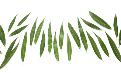 Fresh green leaves on white background