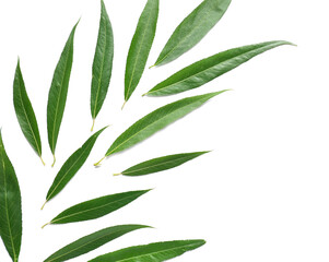 Fresh green leaves on white background