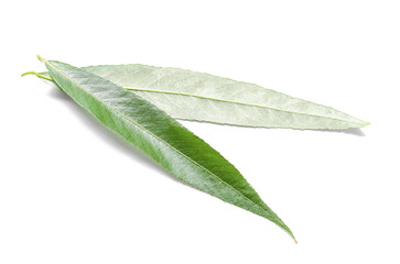Fresh green leaves on white background