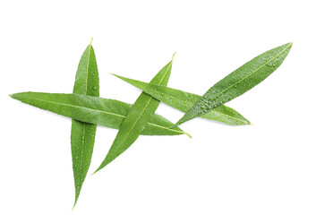 Fresh green leaves on white background