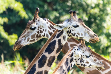 Three Giraffes standing in front of each other