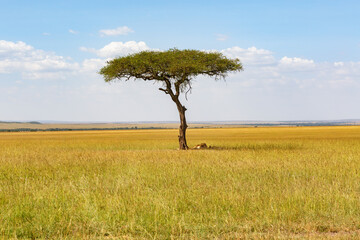 Single tree on the savanna with lions under it