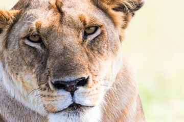 Lion looking into the camera