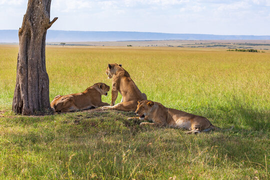 Savanna grassland with Lions resting in the shade