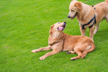 Lovely couple of golden retriever dogs at the park