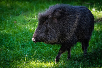 Peccary walking in a meadow