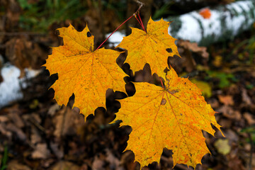Yellow leaves of autumn maple close-up.