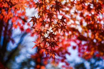 紅葉　秋イメージ