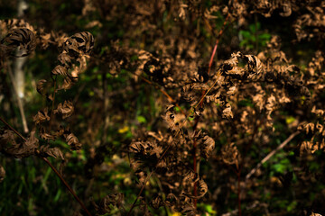 Yellow leaves of autumn fern closeup.