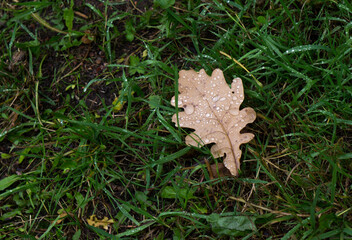 Raindrops on the leaves of an autumn shrub closeup.