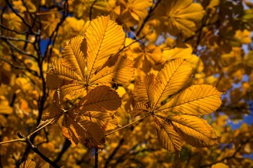 Bright blue sky in the autumn landscape with forest and field.
