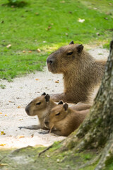 Female capybara with two babies laying behind a tree