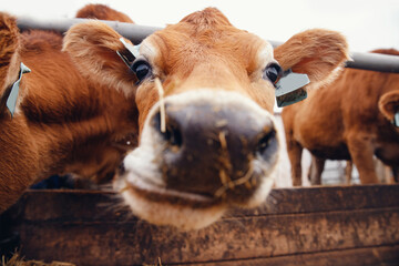 Portrait of red hairy jersey smile cow funny face, big ears showing tongue