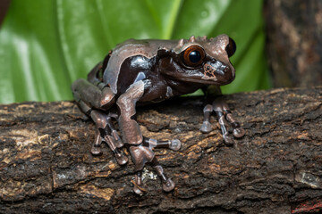 Spiny-headed treefrog on a branch