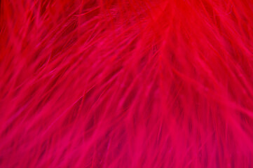 Texture of red feathers on a white background