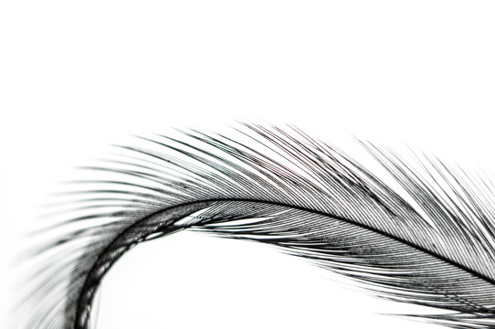 Black feather from the neck of a rooster on a white background.
