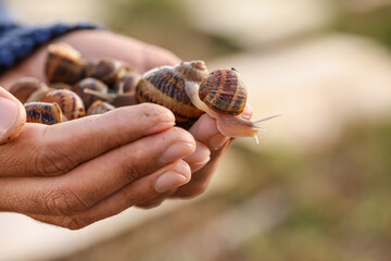 Worker at snail farm, closeup
