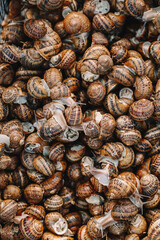 Many snails as background, top view