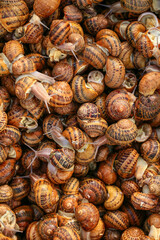 Many snails as background, top view
