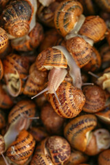 Many snails as background, top view