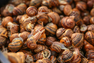 Many snails as background, closeup
