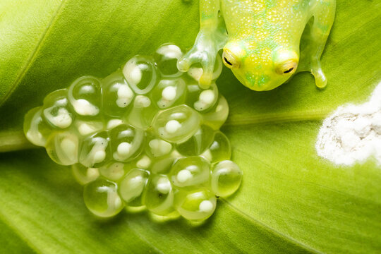 Closeup of a reticulated glass frog with its egg clutch on a leaf