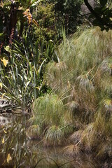 a plant