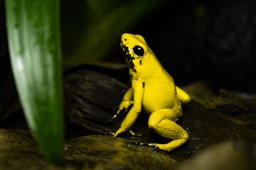 Golden Poison Frog sitting on leaf litter