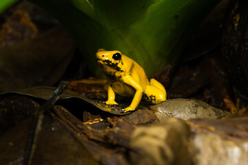 Golden Poison Frog sitting on leaf litter