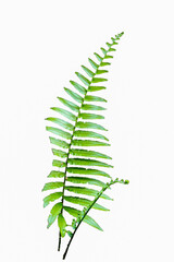 fern leaf isolated on white background