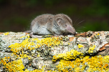 Greater white toothed shrew