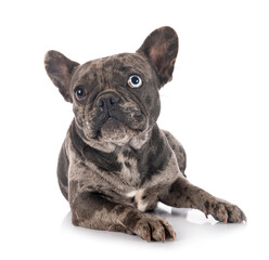 french bulldog in studio