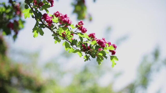 Spring time. Blooming decorative hawthorn with pink small flowers.	